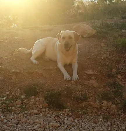 Oasis Of Peace * Omis